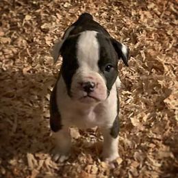 American Bulldog Puppies from Best Buds American Bulldogs