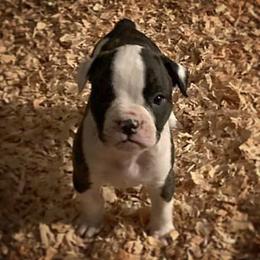 American Bulldog Puppies from Best Buds American Bulldogs