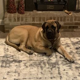 Elia - Mastiff