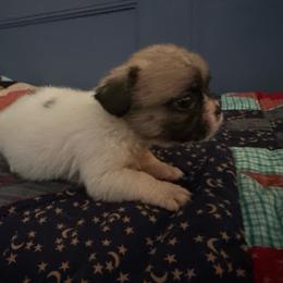 Piebald Boy - White and fawn male French Bulldog puppy in Vineland, New Jersey from Corgis at the Jersey Shore/Frenchie Connection
