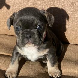 Girl 3 - Fawn female French Bulldog puppy in Grand Junction, Colorado from Elisabeth's Frenchies