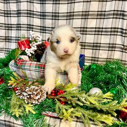 Snowflake - Blue merle female Australian Shepherd puppy in Kentland, Indiana from Pine Grove Aussies