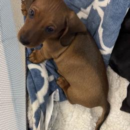 Red boy - Red male Dachshund puppy in Xenia, Ohio from Kuhbander Stable Llc