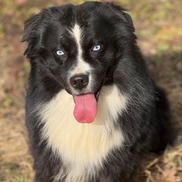 Chaos - Miniature Australian Shepherd