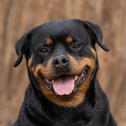 Shotzi - Rottweiler