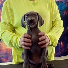 Koko Blue - Blue female Weimaraner puppy in Aitkin, Minnesota from Whispering’s GunDogs