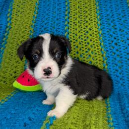 CONWAY - Black and tan male Pembroke Welsh Corgi puppy in Ritzville, Washington from Sapphire Iris Corgis