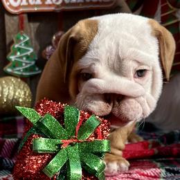 Apollo - Fawn and white male Bulldog puppy in Fort White, Florida from Bullgodz English Bulldogs