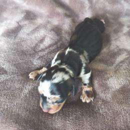Apollo - Dapple male Dachshund puppy in Opelika, Alabama from Dachshund Darlins