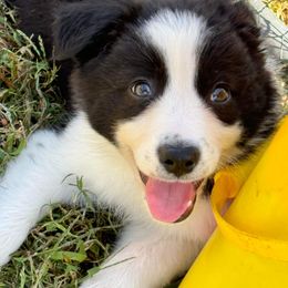 Kenny - Border Collie puppy in Knoxville, Tennessee from Riverside Ranch Border Collies