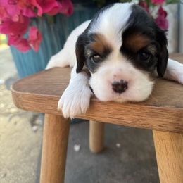Bean - Tri-color female Cavalier King Charles Spaniel puppy in El Campo, Texas from Longhorn Cavaliers