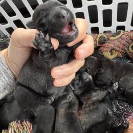 Daisy - Red brindle female Scottish Terrier puppy in Stanford, Kentucky from Bluegrass Scottish Terriers