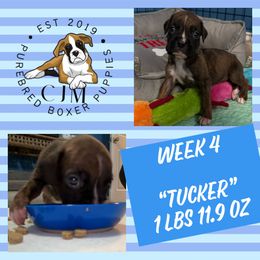 Tucker - Boxer puppy from CJM Boston and Boxer Puppies