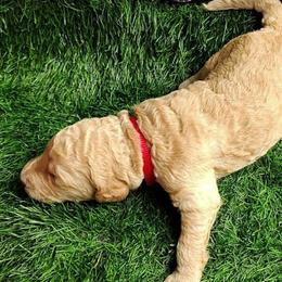 Red Collar - Cream male Goldendoodle puppy in Willow Springs, Missouri from Todd Family Homestead