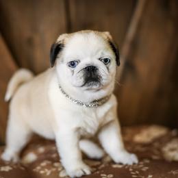 Elsa - Cream female Pug puppy in Placerville, California from Gold Leaf Farm Pugs