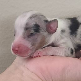 Girl 1 - Blue merle Australian Shepherd puppy in Fresno, California from Ellison Family Homestead