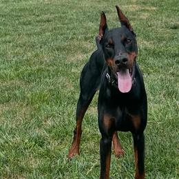 Doberman Pinscher puppies from Makkr Ridge Dobermans LLC