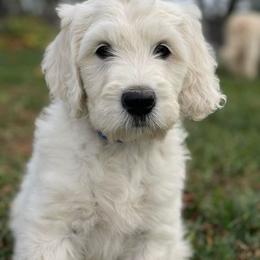 Bernedoodle and Goldendoodle Puppies from White Oak Doodles