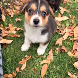 Salem - Black and tan male Pembroke Welsh Corgi puppy in Northwood, Iowa from Sorrel Sands Corgis