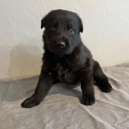 Blue - Black male German Shepherd puppy in Buckeue, Arizona from Légende Vivante Du Chief Kennel