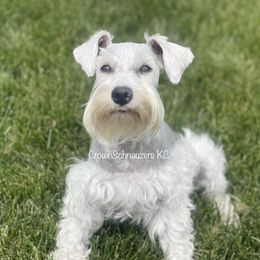 Mahina - Miniature Schnauzer