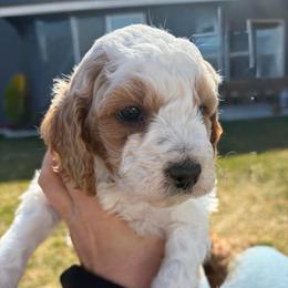 Poppi - White female Cavapoo puppy in Pasco, Washington from Beth's Cavapoos