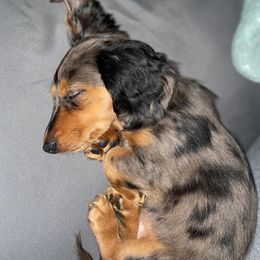 Dachshunds from Nicole's Dachshunds