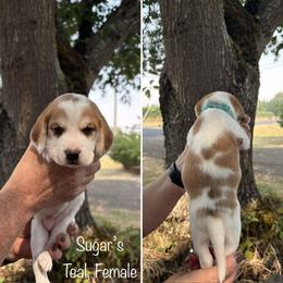 Girl 3 - female Beagle puppy in Brownsville, Oregon from Beagles on the Run