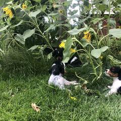 French Brittany Puppies from Swift Family Farm, LLC