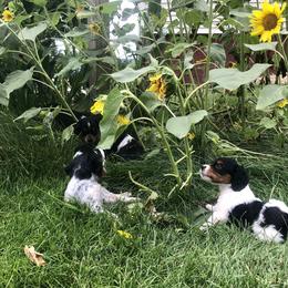 French Brittany Puppies from Swift Family Farm, LLC