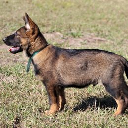 German Shepherd Puppies from Außer Gefahr German Shepherds