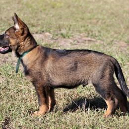 German Shepherd Puppies from Außer Gefahr German Shepherds