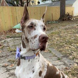 avani - Great Dane