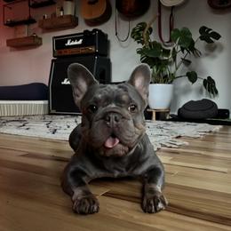 Miss Mila - Blue fawn female French Bulldog puppy in Edmonds, Washington from Matra French Bulldogs