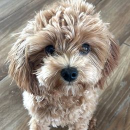 Joy - Cavapoo