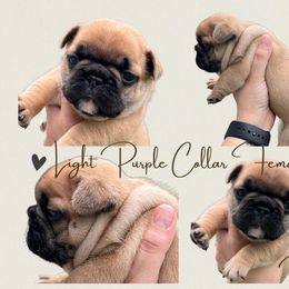 French Bulldog Puppies from Royal Connection French Bulldogs