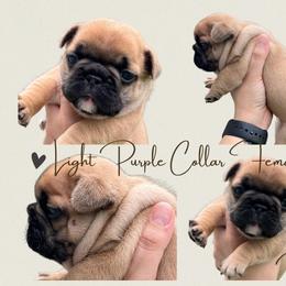 French Bulldog Puppies from Royal Connection French Bulldogs