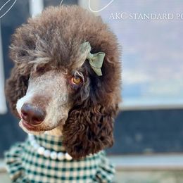 Bernedoodles, Bernese Mountain Dogs, Cockapoos, and Goldendoodles from Kallams Bernedoodles & Bernese Mountain Dogs