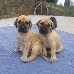 Great Danes from CAB Danes
