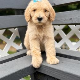 Light blue - Cream female Goldendoodle puppy in Ranger, Georgia from Muscadine Meadows Poodles and Doodles
