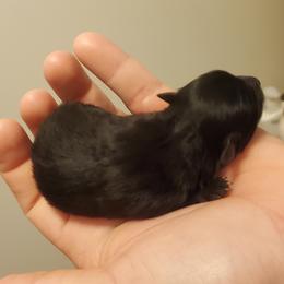 Pomeranian Puppies from Fancy Paws Pomeranian