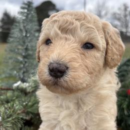 Elliot - Cream male Goldendoodle puppy in Gay, Georgia from That’s My Puppy