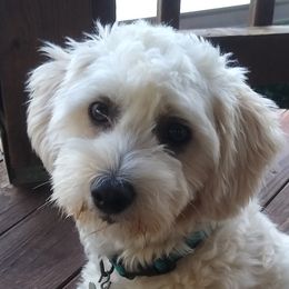 Conway - Maltipoo