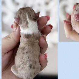 Rocky - Merle male Chihuahua puppy in Harrison, Michigan from Cloud9 Chihuahuas