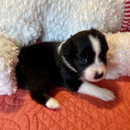 Magnolia - Black tri female Miniature Australian Shepherd puppy in Port Saint Lucie, Florida from Charlene Brannon's Mini Australian Shepherds