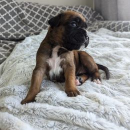 Boxer Puppies from Abide Farm Boxers