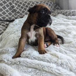Boxer Puppies from Abide Farm Boxers