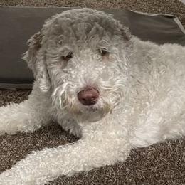 Rey - Labradoodle