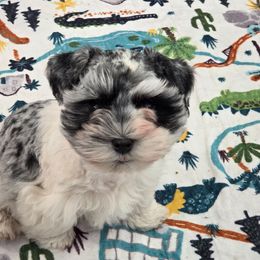 Greson - Parti male Miniature Schnauzer puppy in Paradise, Utah from Highbornschnauzers