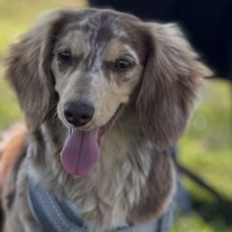 Dachshunds from Cencal Doxies